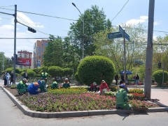 Нийслэлд 135.4 га талбайд ногоон байгууламжийн арчилгаа хийж, мод, бут, сөөг, цэцэг тарьжээ 