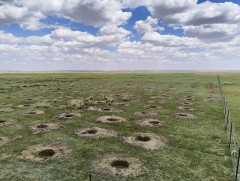 Хэрлэн гол дагуу 3 га талбайд бургас тарьж, нөхөн сэргээлт хийлээ