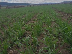 Малчид өнжсөн бууцанд ногоон тэжээл тарьж, хадлангаа бэлтгэх боломжтой