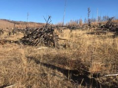 Нийслэлд ойн цэвэрлэгээг 190 га талбайд хийнэ 