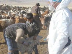 Бог малын мялзан өвчнөөс урьдчилан сэргийлэх дархлаажуулалт 34.6 хувийн гүйцэтгэлтэй байна