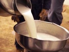 Манай улсын нэг иргэн жилд дунджаар 88 литр сүү хүнсэндээ хэрэглэдэг