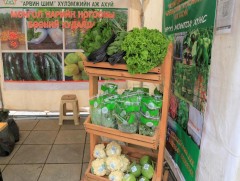 Эрт ургацын нарийн ногоо худалдаанд гарч эхэллээ 
