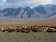 Малын үнэ хямдарч эхэлжээ