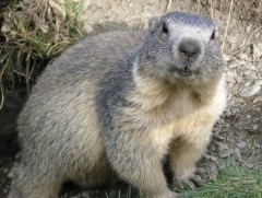 Тарваган тахал өвчнөөс сэрэмжлүүлж байна