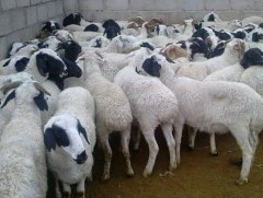 Эмээлт захад амьд хонь 150-350 мянган төгрөгийн үнэтэй байна 