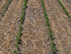 Хөрс, ургамлын эрдсийг гумины хүчил л нөхдөг