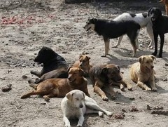 Жил бүр 100 орчим нохой устгадаг ч эзэнгүй нохдын тоо буурахгүй