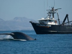 Далайн усан дахь дуу чимээний бохирдол жил ирэх тутам нэмэгдсээр байна