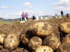 Төмс хураалт 76.4 хувьтай үргэлжилж байна 