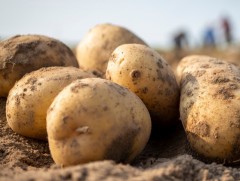 Манай улс хүнсний ногооны 80 хувийг дотоодоосоо хангаж байна