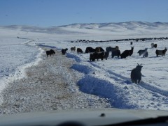 Арван аймгийн 22 суманд цагаан зуд болохоор байна