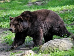 Япон улсад зэрлэг баавгай хүн рүү дайрсан тохиолдол эрс нэмэгджээ 