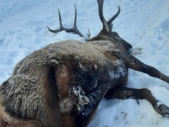 Буга галт тэргэнд дайруулжээ 