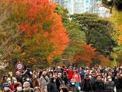 Токио дахь Эзэн хааны ордны хашааг олон нийтэд нээжээ