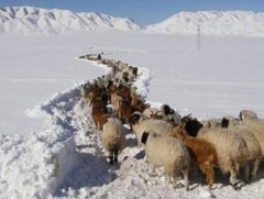 Архангай: Нийт нутгийн 70 гаруй хувьд нь зудын эрсдэл их гарчээ