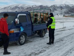 “Мал, мах-2023” хэсэгчилсэн арга хэмжээ үргэлжилж байна 