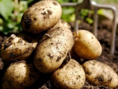 ЗГ: Улаанбуудай, төмсний хэрэгцээг 100, хүнсний ногооны 85 хувийг дотоодын ургацаас хангана