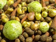 Хүнсний ногооны 85 хувийг дотоодын ургацаас хангана 