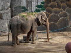 Филиппин: Дэлхийн “хамгийн гунигт” заан өөд болжээ