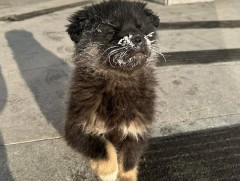 Эзэнгүй нохой, муурыг түр асрамжлах, хадгалах байранд аваачих самналтыг энэ сарын 27-нд эхлүүлнэ  