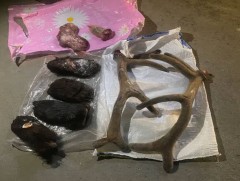 Хууль бус ан хийсэн 484 хүнд 1.1 тэрбум төгрөгийн нөхөн төлбөр ногдуулжээ