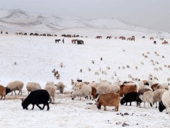 Залуу малчид цөөрч байна