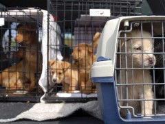 Европын комисс тэжээвэр амьтны тухай хуулийн төсөл өргөн барив