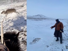 Хунгарт зоогдсон цагаан зээрийг эврээс нь уургалж татан гаргажээ 