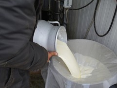 Нэг литр түүхий сүүнд олгох урамшууллыг нэмэгдүүлснээр сүүний нийлүүлэлт нэмэгдээд байна