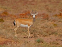 Хар сүүлтий агнасан иргэдийг тэнссэн нь шударга ёсны зарчимд нийцээгүй гэж үзэв
