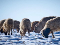 Сүхбаатар аймгийн зарим сумаас мал худалдан авч байна