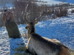 Хөл нь гэмтсэн халиун бугыг хамгаалалттай газарт хүлээлгэн өглөө 