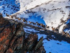 Монгол Алтайн нурууны УТХГ-ын хамгаалалтын захиргааны албан хаагчид биотехникийн арга хэмжээ авав