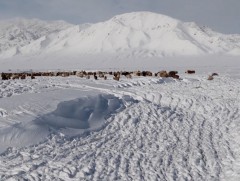 Нийт нутгийн 80 гаруй хувьд цастай байна