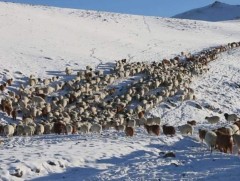 ҮСХ: Улсын хэмжээнд малын тоо 64.7 сая болж, өмнөх оноос 9.1 хувиар буурлаа  