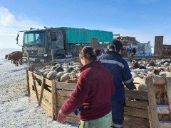 Өвөлжилт хүндэрсэн аймгуудад ажиллаж байна