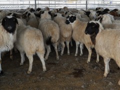 Хөдөө аж ахуйн биржээр 350 толгой хонь, 52 тонн мах арилжжээ 