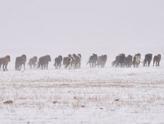 Дорноговь аймагт 70 орчим мянган мал цасан шуурганд урууджээ