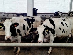 Сүүний үхрийн кластер аж ахуйг хөгжүүлнэ