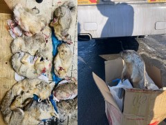 ЭЦА: Нэгдүгээр сард 317 гэмт хэрэг, зөрчлийн шинжтэй үйлдлийг илрүүллээ 