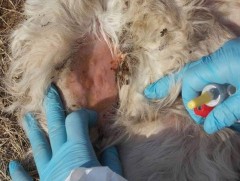 Хонины цэцэг өвчний эмнэл зүйн шинж тэмдэгт суурилсан идэвхгүй тандалтыг зохион байгуулж байна