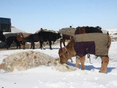 Энэ оны нэгдүгээр сард улсын хэмжээнд 453 мянган бод мал хорогджээ