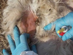 Хонины цэцэг өвчний голомт шинээр бүртгэгдээгүй 