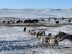 Биржээр дамжуулан 762 тонн хонь, үхэр, ямаа, адууны махыг 6.3 тэрбум төгрөгөөр арилжлаа