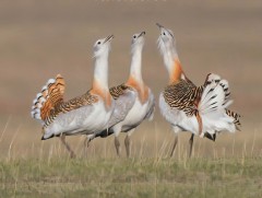 Хонин тоодог нь зэрлэг амьтдын нүүдлийн зүйлийг хамгаалах конвенцын I ба II хавсралтад орсон