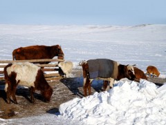 ЗГ: Арилжааны банкууд дахь малчдын зээл 1,3 их наяд төгрөг байна