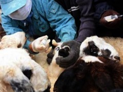 Хонины цэцэг өвчнөөс урьдчилан сэргийлэх 1 сая тун тусламжийн вакцин ирэх 7 хоногт ирнэ