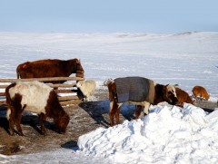 ХХААЯ:Мөнххаан суманд 80 тонн өвс, 90 тонн тэжээлийг татан төвлөрүүлж тараалаа