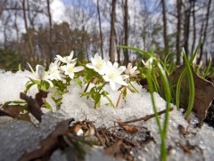 Ижий минь өвс ногоо болон ургаж байгаа